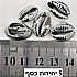 צדף צבוע כסף 16-18 מילימטר