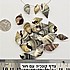 20 גרם ,כ 25 צדפים פסים אפור, 20-28 מילימטר