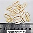 צדף טבעי 16-19 מילימטר